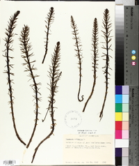 Hippuris vulgaris image