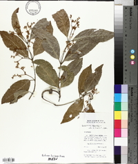 Hippocratea volubilis image