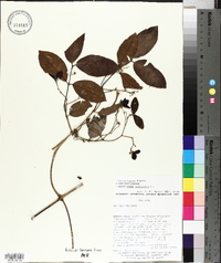 Hippocratea volubilis image