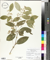 Hippocratea celastroides image