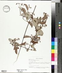 Hippocratea volubilis image