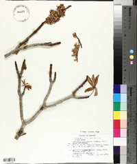 Aesculus californica image