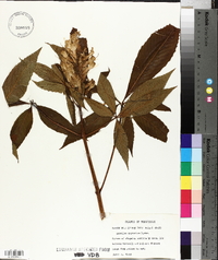 Aesculus sylvatica image