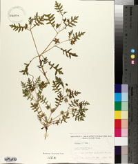 Ellisia nyctelea image
