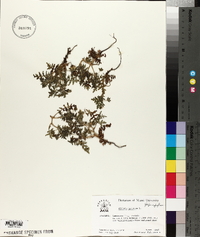 Ellisia nyctelea image