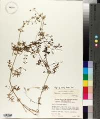 Ellisia membranacea image