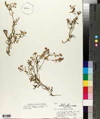 Ellisia membranacea image