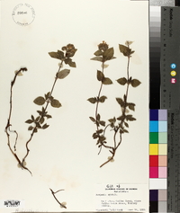 Draperia systyla image