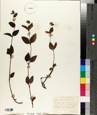 Draperia systyla image