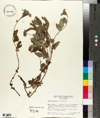 Draperia systyla image