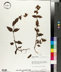 Draperia systyla image