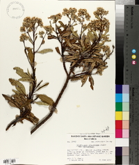 Eriodictyon trichocalyx image