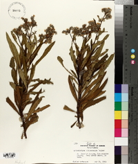 Eriodictyon trichocalyx image