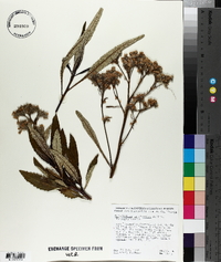 Eriodictyon trichocalyx image