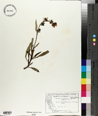 Eriodictyon californicum image