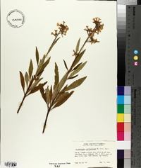 Eriodictyon californicum image