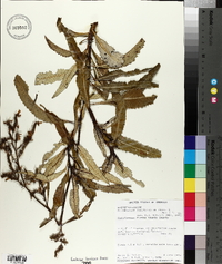 Eriodictyon californicum image
