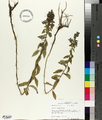 Hydrolea ovata image