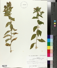 Hydrolea ovata image