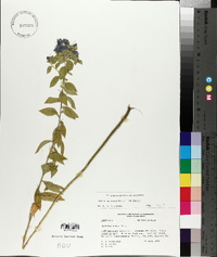 Hydrolea ovata image