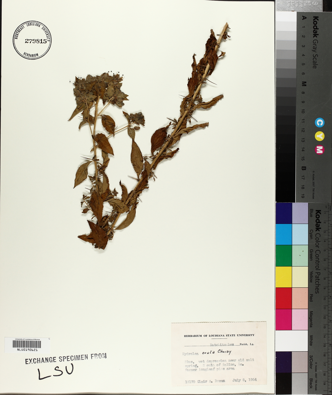 Hydrolea ovata image