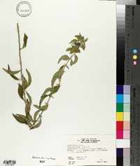 Hydrolea ovata image