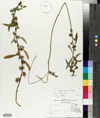 Hydrolea uniflora image