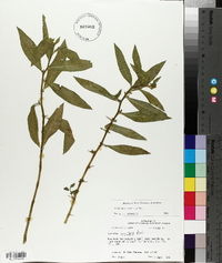 Hydrolea uniflora image