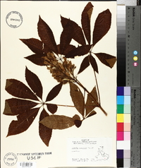 Aesculus sylvatica image
