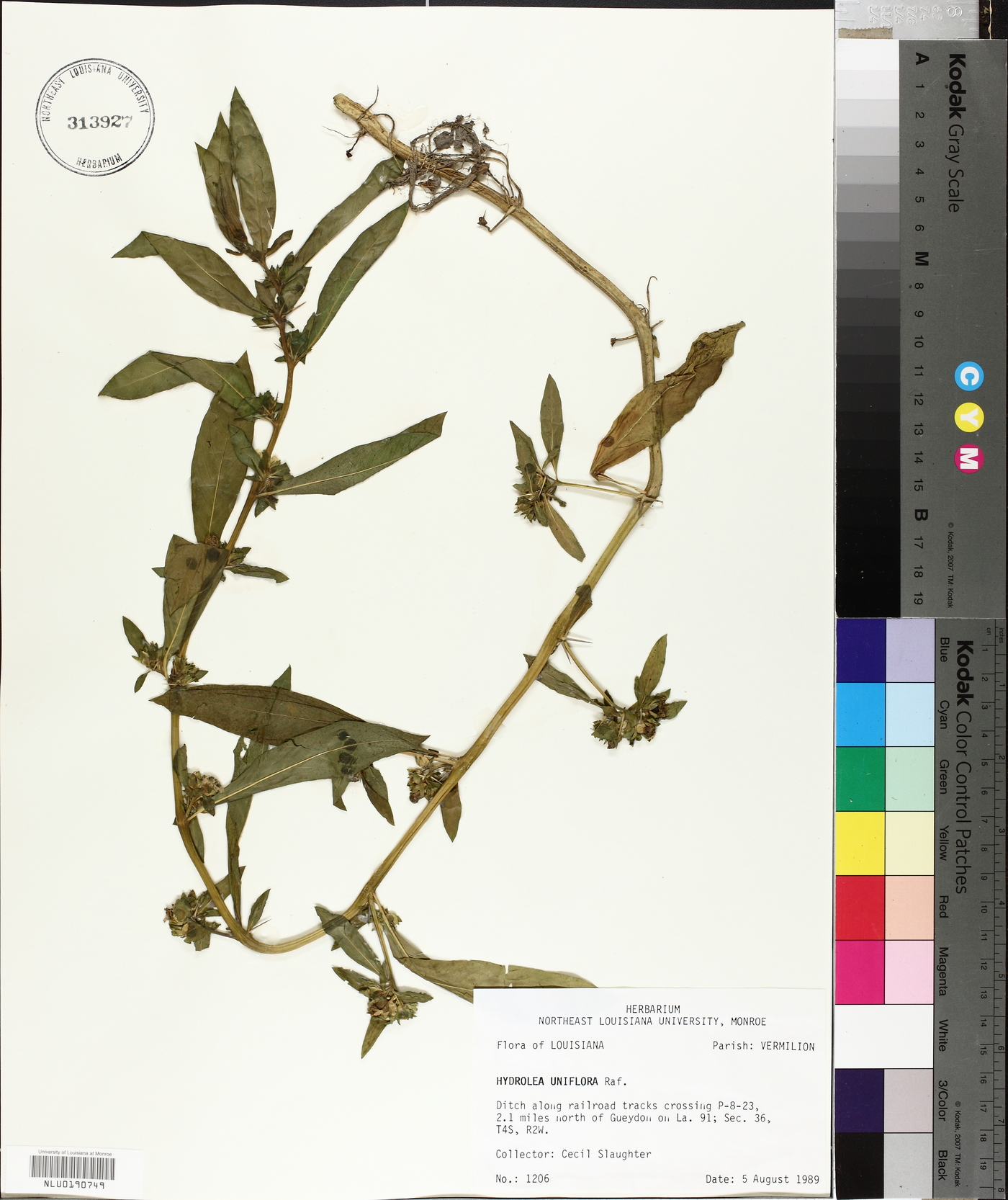 Hydrolea uniflora image