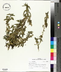 Hydrolea uniflora image