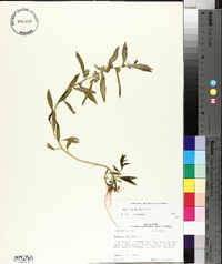 Hydrolea uniflora image