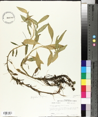 Hydrolea uniflora image