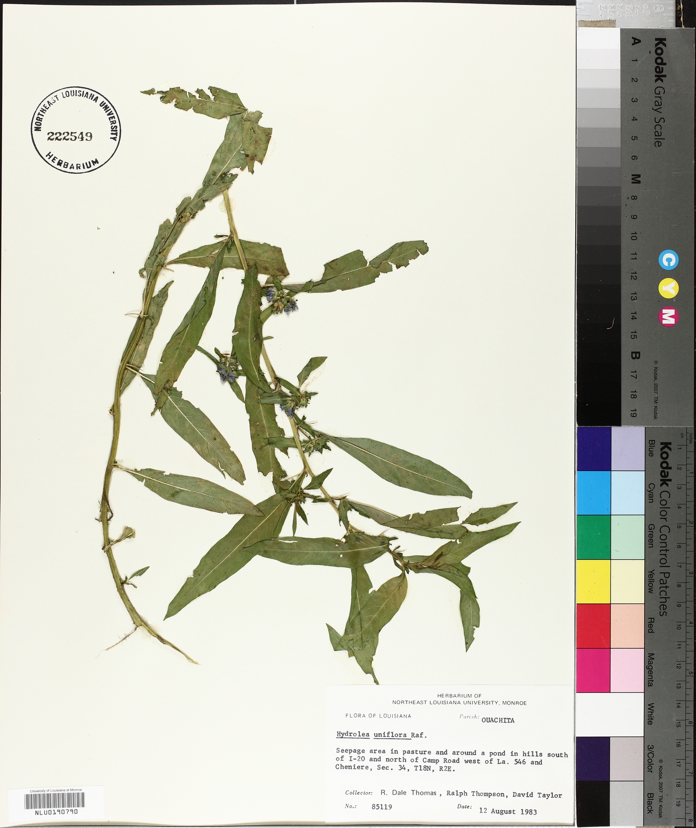 Hydrolea uniflora image