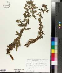 Hydrolea ovata image