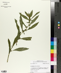 Hydrolea uniflora image