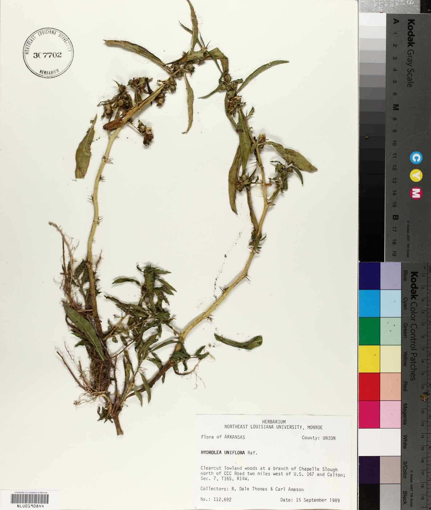 Hydrolea uniflora image