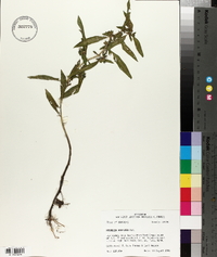 Hydrolea uniflora image