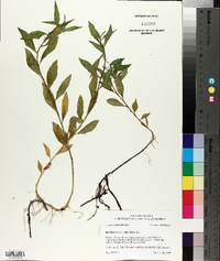 Hydrolea uniflora image