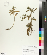 Hydrolea uniflora image