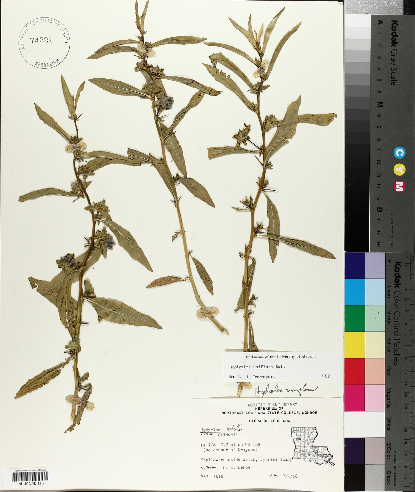Hydrolea uniflora image