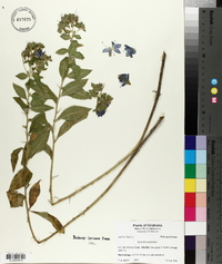 Hydrolea ovata image