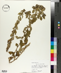 Hydrolea ovata image