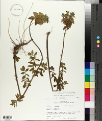 Hydrolea ovata image