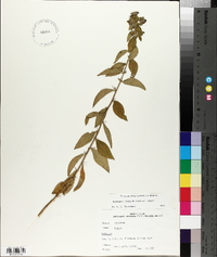 Hydrolea ovata image