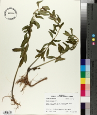 Hydrolea ovata image