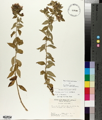 Hydrolea ovata image
