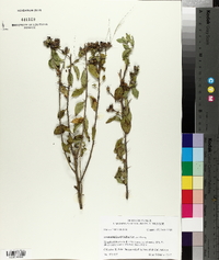 Hydrolea ovata image