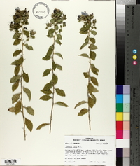 Hydrolea ovata image