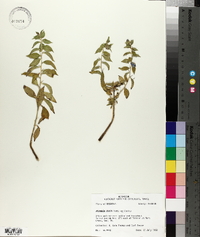Hydrolea ovata image